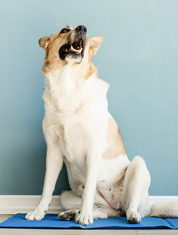 dog sitting on cooling mat